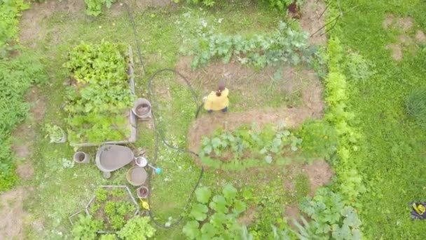 vista aérea sobre la jardinería orgánica, chica con manguera de agua cama de col rizada y verduras en el jardín en el patio trasero, agricultura sostenible, lucha contra el hambre - Imágenes, Vídeo