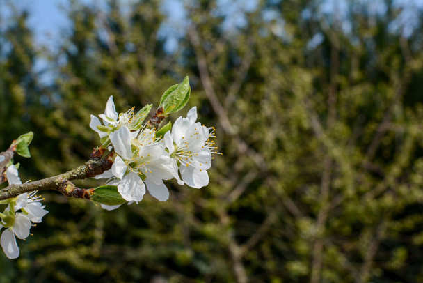Blossoming cherry flowering branch in the green nature in spring - Photo, Image