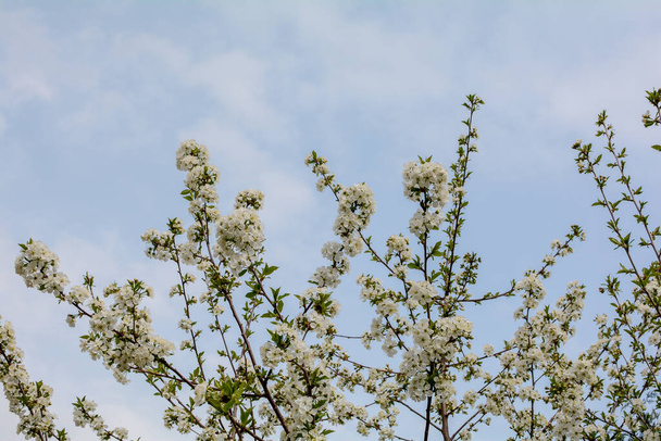 Bloeiende kersenbloeiende tak voor blauwe lucht in het voorjaar - Foto, afbeelding
