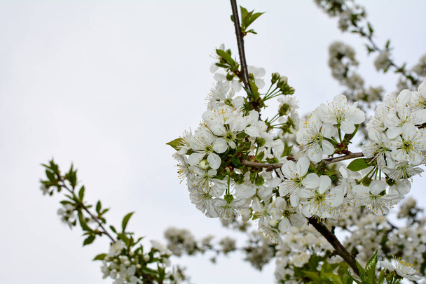 Цветущая вишневая ветвь перед небом - Фото, изображение