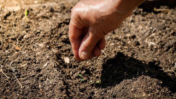 Nainen käsi kylvö orgaanisia vihannesten siemeniä lannoitettu maaperään puutarhassa sängyssä. Kylvö ja plantind siemenet takapihalla puutarhassa - Valokuva, kuva