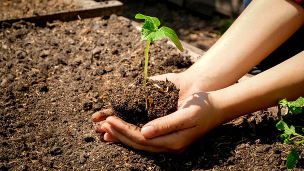 Zbliżenie żeńskich rąk trzymających i podnoszących kiełek greny rosnącej w żyznej glebie. Koncepcja wzrostu, ochrony środowiska i ekologicznego sadzenia w gospodarstwach - Zdjęcie, obraz