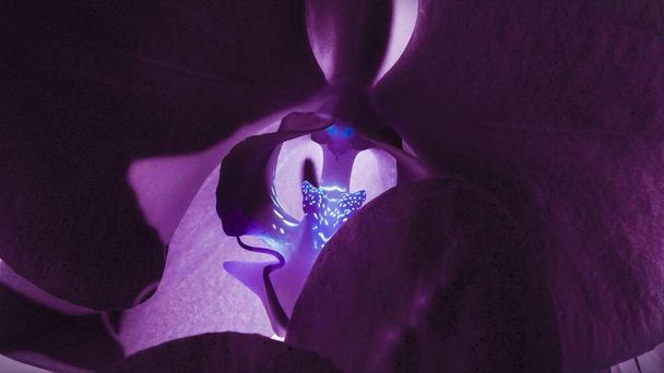 As pétalas de uma orquídea florescente com estames brilhantes abertos lembram o rosto de um gato. A base do fundo é magenta. - Foto, Imagem