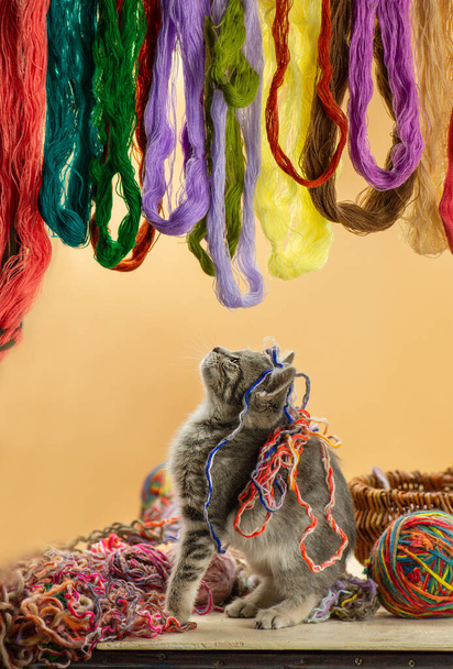 Bambino gattino giocare con molti palla di fili di lana. Gattino che gioca con clew multicolore. - Foto, immagini