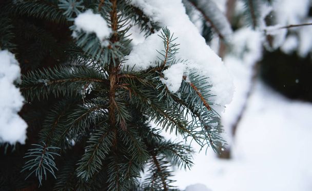 Ветви ели покрыты мягким белым свежевыпавшим снегом, красивой зимней природой в лесу. Рождественский баннер с елочкой в снегу и размытым фоном с пространством для текста. - Фото, изображение
