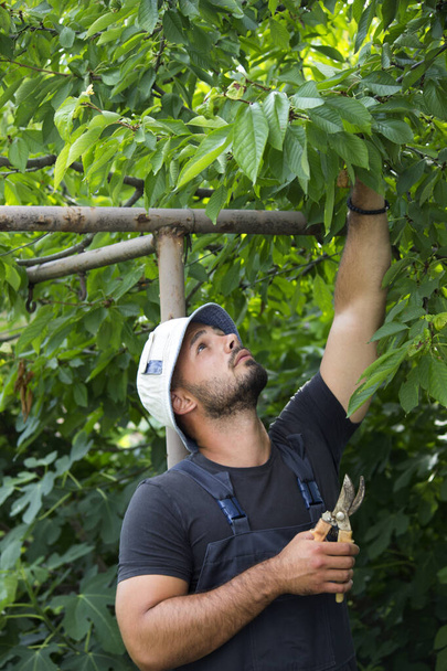 man garden cutting tree - Foto, afbeelding