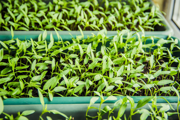 Macro of pepper seedlings ready for plant.selectiv focus.nature - Photo, Image