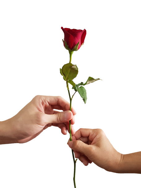 The picture of the hand passing red roses to each other It represents love, encouragement, hope, on white background. - Photo, Image