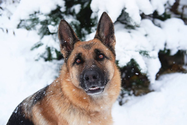 Hermoso perro pastor alemán sentado en el bosque de nieve de invierno y sonriendo. Retrato del perro pastor en primer plano del bosque festivo de Año Nuevo cerca del abeto cubierto de nieve fresca. - Foto, Imagen