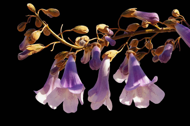 Flores de Paulownia tomentosa árvore. Isolado em fundo preto - Foto, Imagem