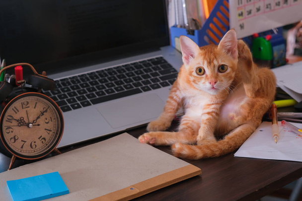 Chat orange assis sur le bureau avec ordinateur portable, réveil, note et papeterie . - Photo, image