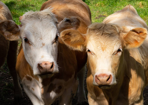 Grupo de vacas en un prado con una hierba verde. - Foto, Imagen