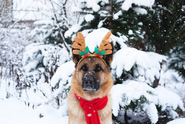 Deutscher Schäferhund schwarz-rot sitzt im Winterwald neben Fichten, die mit frischem, weichem, flauschigem Schnee übersät sind. Porträt eines Hundes mit Hirschgeweih und rotem Strickschal im Park bei Schneefall. - Foto, Bild