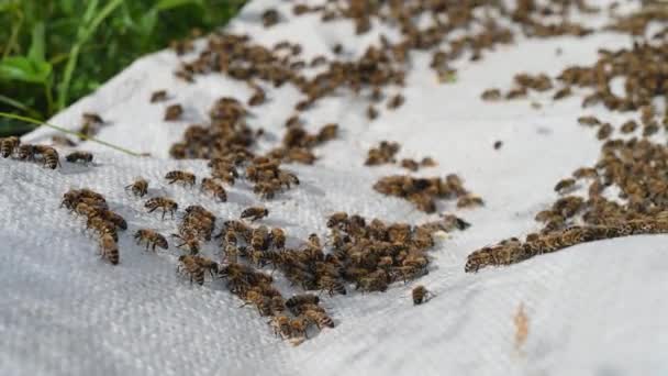 A swarm of bees crawling on white surface close-up. - Πλάνα, βίντεο