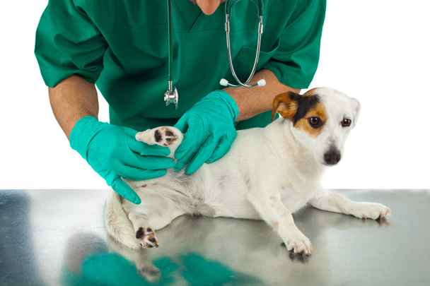 Veterinario examina la cadera del perro
 - Foto, Imagen