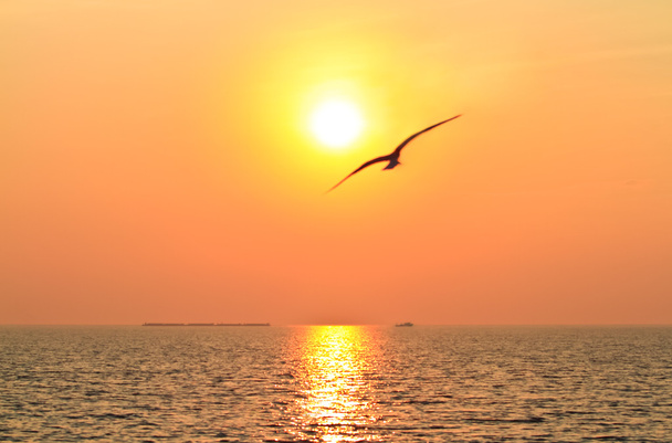 Oiseau volant avec coucher de soleil
 - Photo, image