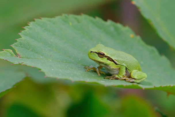 European Tree Frog (Hyla arborea) sitting on a Bramble (Rubus sp.) bush in the forest in Noord Brabant in the Netherlands - Photo, Image