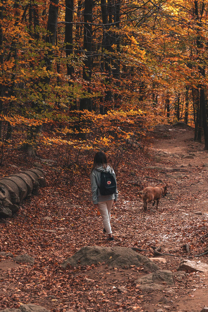 Una persona che cammina getta una foresta di atomi con un cane durante l'autunno - Foto, immagini