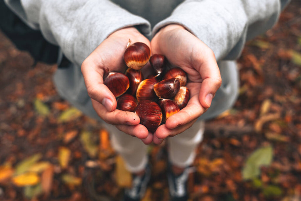 Young female hands holding some chestnut during autumn - Foto, afbeelding