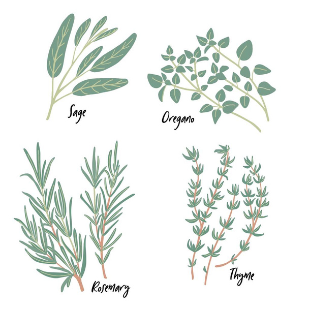 Fresh green culinary and medicinal Mediterranean herbs set isolated on white background. Thyme, sage, rosemary twigs, oregano. Vector food design elements for kitchen, packaging, prints, postcards - Vetor, Imagem
