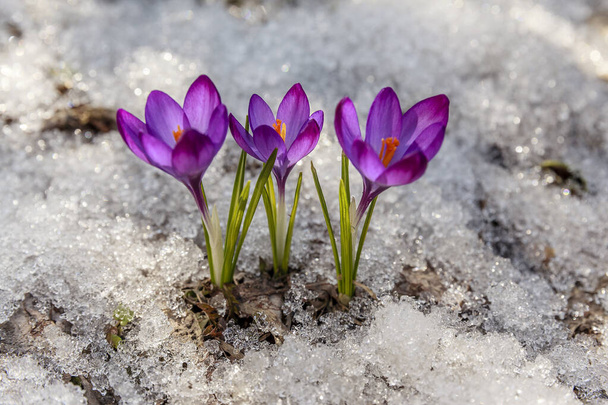 Tavaszi crocus a hóban, világít a nap - Fotó, kép