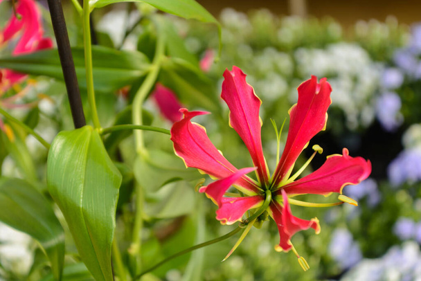 bright red climber - crown of glory and tiger claw - close-up of cut plant - Photo, Image