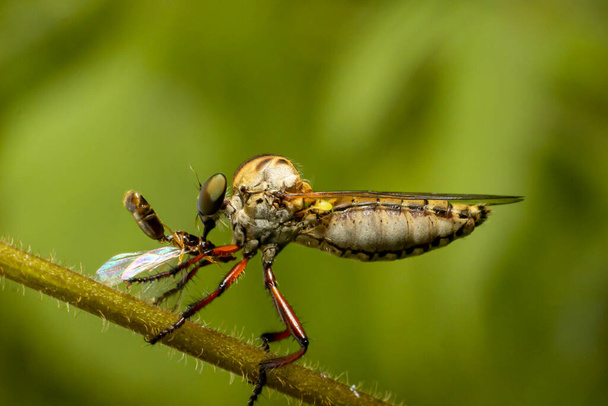 a rabló légy rovar vagy Asilidae egy agresszív család legyek. makro fénykép ragadozó rovarokról a vadonban - Fotó, kép