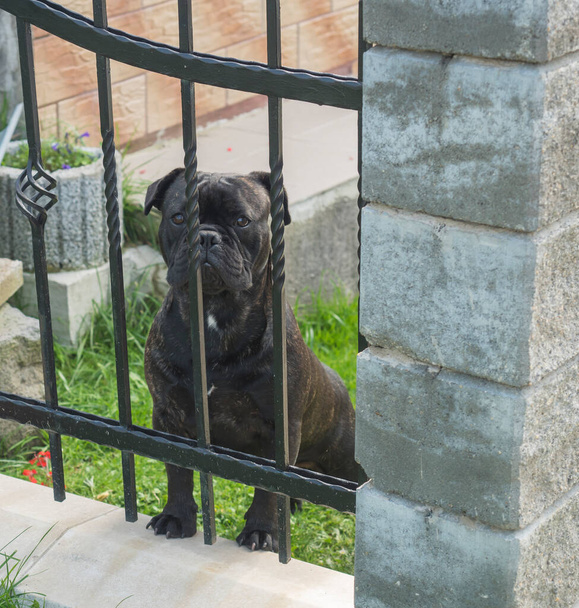 czarny bokser pies strażnik stojący w ogrodzie za żelaznym ogrodzeniem kraty, strzegący domu - Zdjęcie, obraz