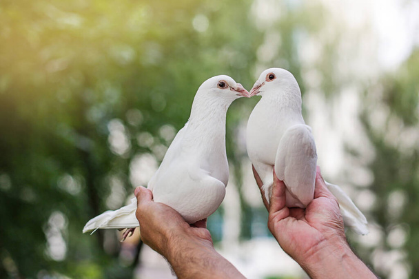 Twee liefhebbende witte duiven in mannelijke handen op natuurlijke groene achtergrond - Foto, afbeelding