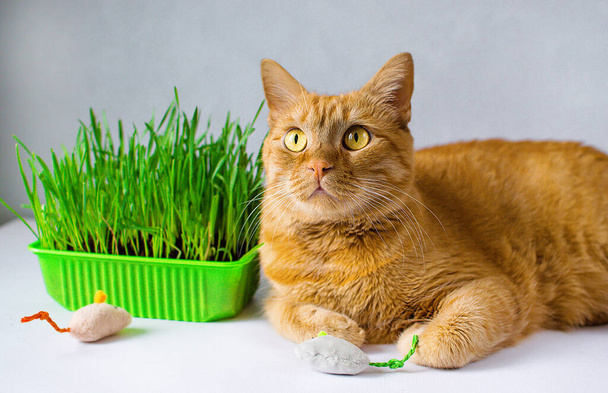 Zenzero, gatto rosso mangia erba verde. erba succosa verde per gatti, avena germogliata utile per i gatti. Medicina veterinaria, veterinaria, trattamento di animali domestici. - Foto, immagini
