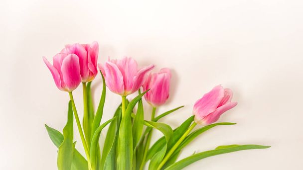 Wonderful pink tulips on a white background. Beautiful spring flowers. Bouquet of flowers. Tulip on white background. Beautiful flowers for valentines and wedding scene. Valentines and 8 March Mother Women's Day concept. - Foto, imagen