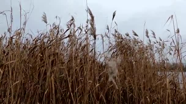 kuivaa ruokoa dnepr-joella joulukuussa iltapäivällä tuulessa - Materiaali, video