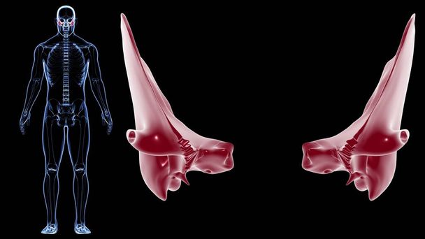 人体骨格頭蓋骨｜3Dイラスト-医学的概念のための骨解剖学 - 写真・画像