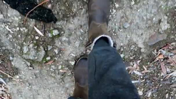 een meisje in grijze broek en bruine laarzen loopt op het gras in het herfstbos, het uitzicht vanaf de top in hen - Video
