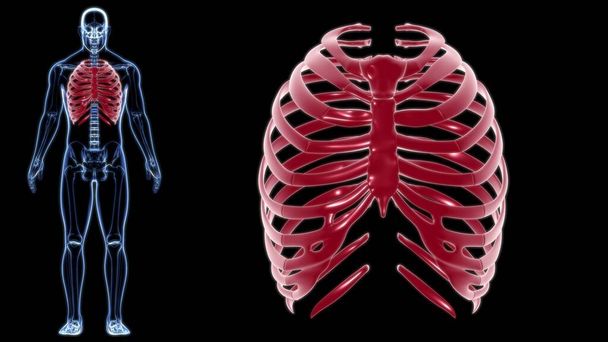 Rendu 3D de cage thoracique d'anatomie squelettique humaine pour le concept médical - Photo, image