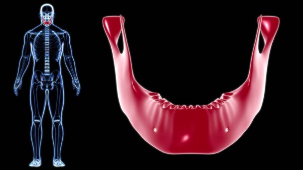 Menschliches Skelett Schädel Unterkieferknochen Anatomie für medizinisches Konzept 3D Illustration - Foto, Bild