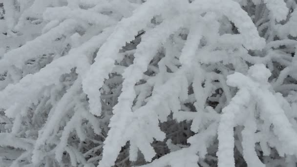 Lumi ja riisi jäätä oksat pensaita. Kaunis talvi tausta oksia peitetty käheä. Kasvit puistossa ovat peitetty hoar pakkasta. Kylmä luminen sää. Viileä kuorrutus rakenne. - Materiaali, video