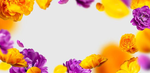 Kreatywna kompozycja kwiatowa z fioletowymi żółtymi tulipanami. Latające kwiaty i płatki na jasnoszare tło skopiować przestrzeń. Koncepcja wiosennego kwiatu, układ przyrody, kartka okolicznościowa na 8 marca, Walentynki - Zdjęcie, obraz