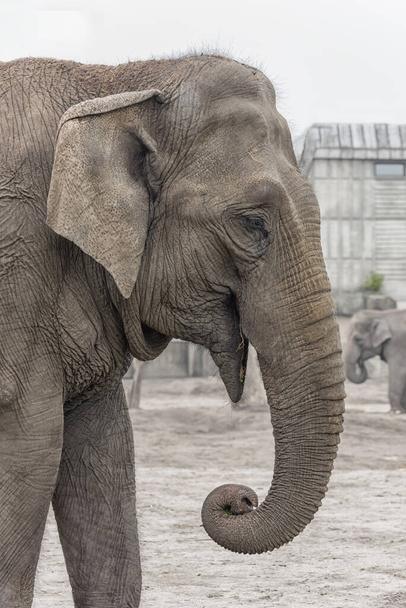 Aasialainen Elefantti, Elephas maximus Pystysuora kuva - Valokuva, kuva