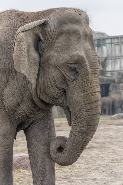Asiatischer Elefant, Elephas maximus Portrait Elefanten Welt Vertikales Foto - Foto, Bild