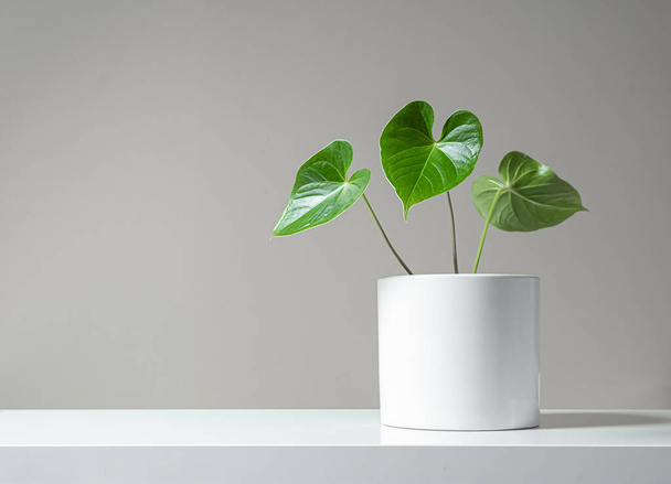 Beautiful leaves of anthurium in a white pot on a light background, minimalism and scandinavian style - Photo, Image