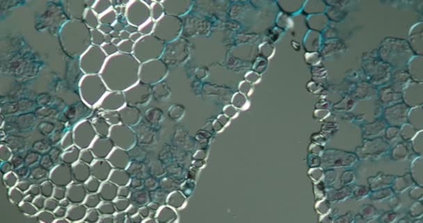 L'herbe de plage laisse les tissus sous le microscope 200x - Séquence, vidéo