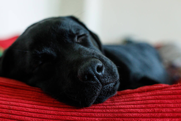 Een zwarte labrador puppy rust op zijn plaats. Voelt ontspannen.. - Foto, afbeelding