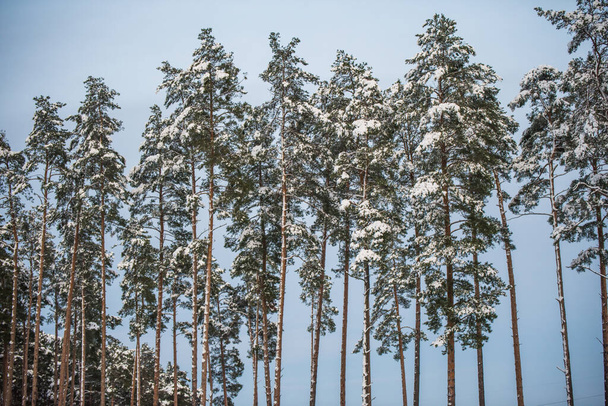 Skupina sněhu pokrývala borovice proti modré obloze - Fotografie, Obrázek