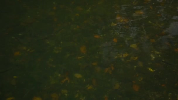 Trota nuotare in un fiume fangoso. Trota iridea selvatica in uno stagno con acqua verde. Coltivare pesce per il cibo. Industria della pesca. Acqua bassa, un sacco di trote che nuotano sotto la superficie. Foglie cadute sull'acqua - Filmati, video