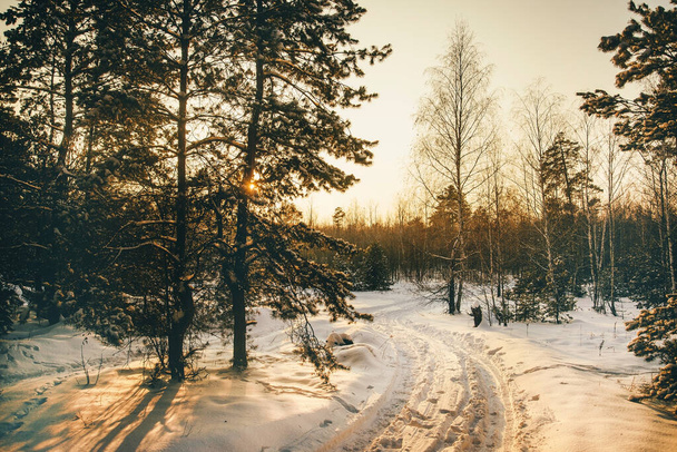 Paisagem florestal de inverno com neve ao pôr do sol. Foto quente agradável.  - Foto, Imagem