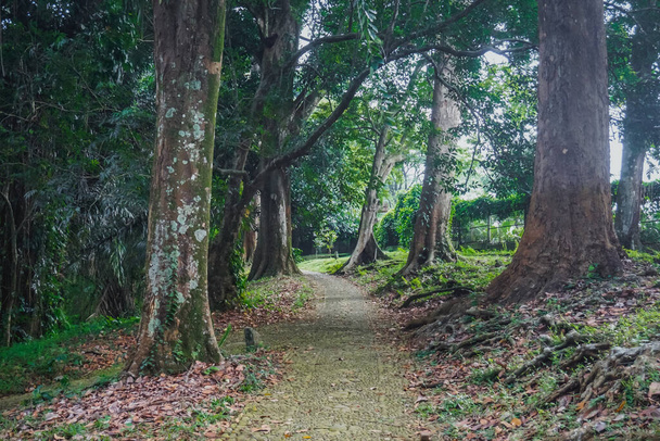 Bogor Botanical Garden, which is home to many tropical flowers and other plants. - Fotoğraf, Görsel