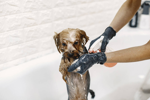 Yorkshire terrier getting procedure at the groomer - Zdjęcie, obraz