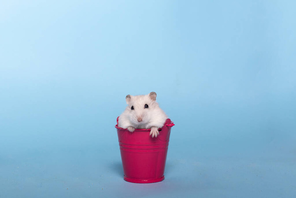 Dzungarian cute hamster on a blue isolated background, copy space - Fotoğraf, Görsel