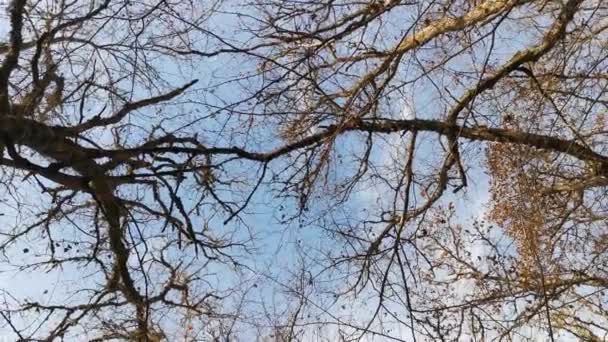 View from below of the trees without leaves and clear blue sky. The concept of late autumn and warm sunny days. Walk through the autumn beech forest. Natural background of gnarled tree branches. - Footage, Video